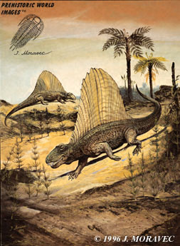 Dimetrodon grandis Permian reptile