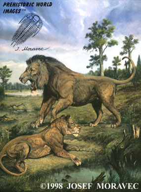 American Lion (panthera leo atrox)