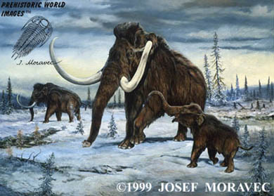 WOOLY MAMMOTH - Ice Age Animals - Pleistocene Epoch