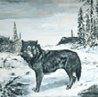 Canis lupus